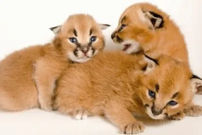 פאזל של ×’×•×¨×™×