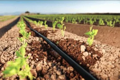×”×©×§×™×” ×‘×˜×¤×˜×•×£
