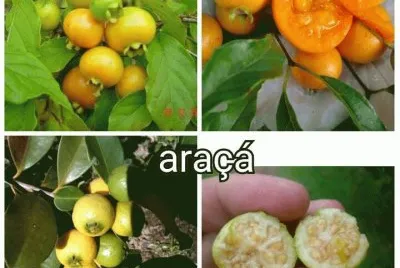 frutas