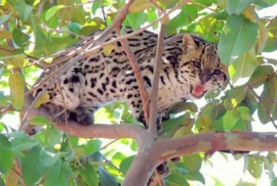 פאזל של jaguatirica