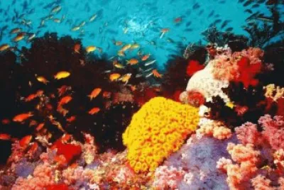 פאזל של tubbataha