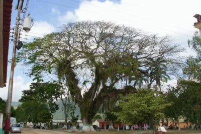 vzla