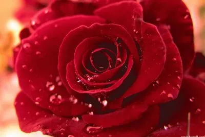 Rosa vermelha