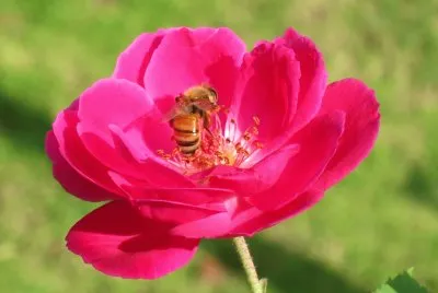 פאזל של 160124