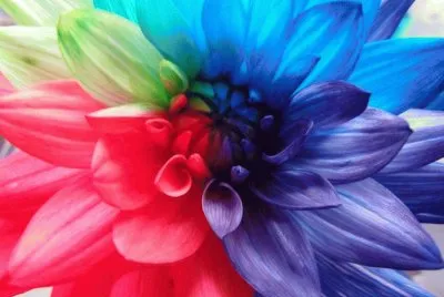 Amazing Dahlia