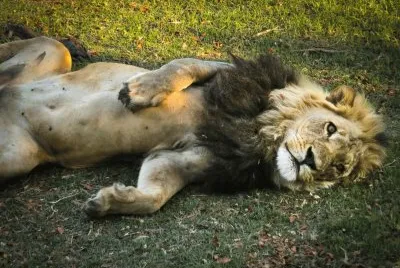 פאזל של resting