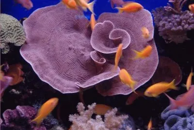 פאזל של imagens