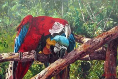 פאזל של araras