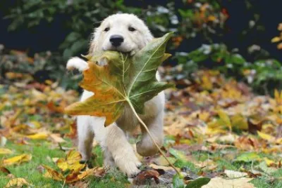 פאזל של Cachorro