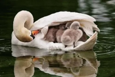 פאזל של imagenes