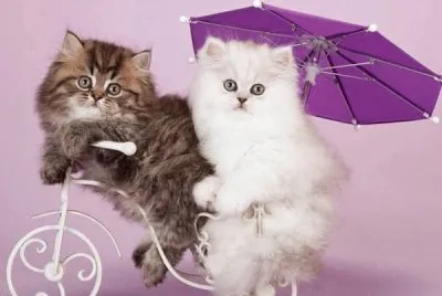 פאזל של imagens