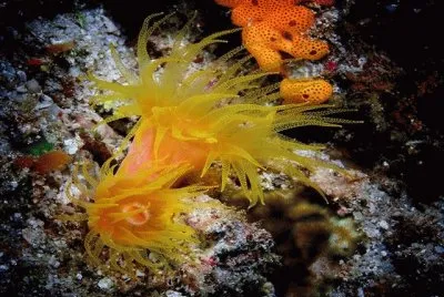 פאזל של imagens