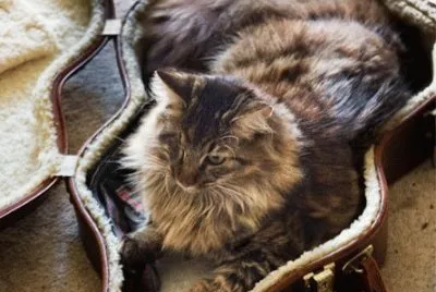 פאזל של a medida