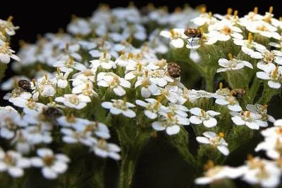 milenrama jigsaw puzzle