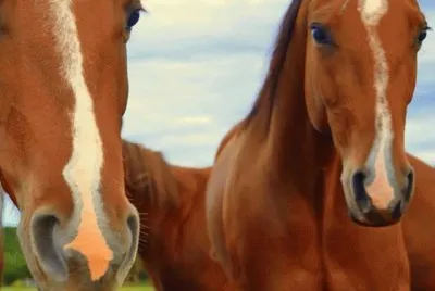 פאזל של Cavalos 38