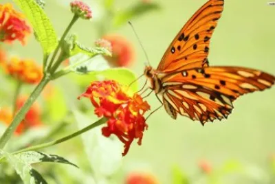 פאזל של Borboleta