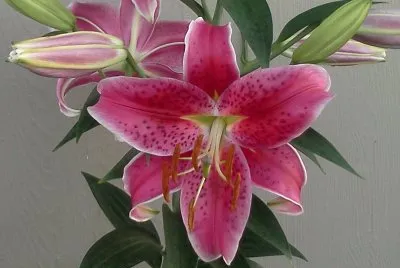 Beautiful