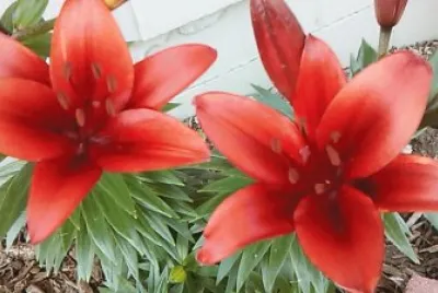 Beautiful