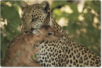 פאזל של imagenes