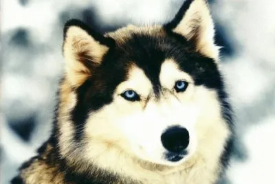 פאזל של imagenes