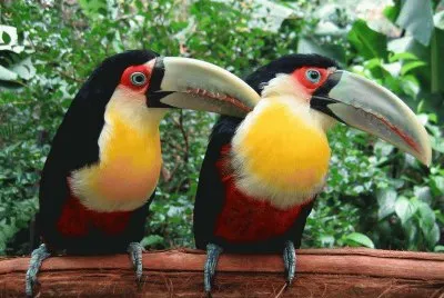 פאזל של pÃ¡ssaro