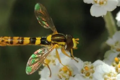 פאזל של sphaerophoria