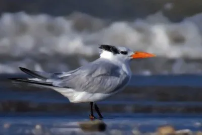 פאזל של gaviotÃ­n real