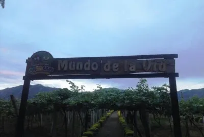 viÃ±edos