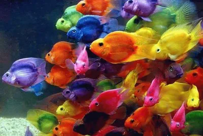 פאזל של imagens