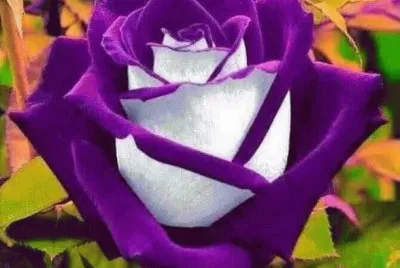 Beautiful