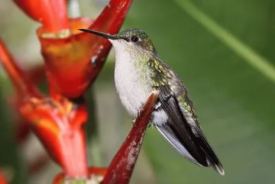 פאזל של colibrÃ­