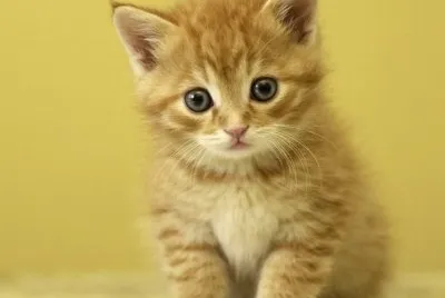 פאזל של pequeÃ±o