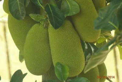 פאזל של imagens