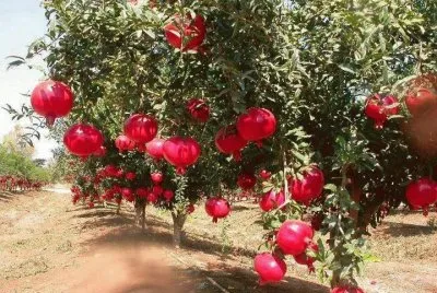 פאזל של imagens