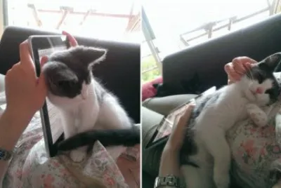 פאזל של demanda de cariÃ±o