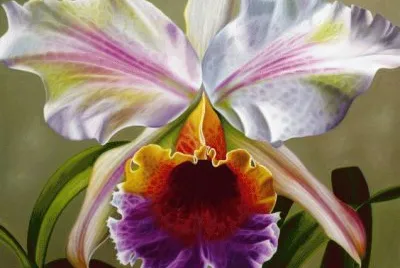 Cattleya Orchid