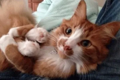 פאזל של divino