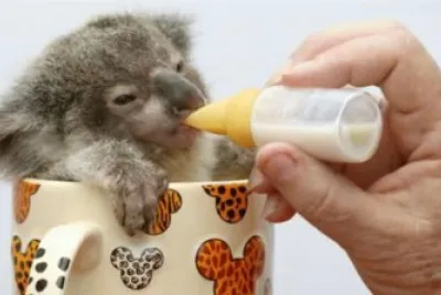 פאזל של ternura