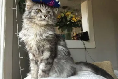 פאזל של orgulloso