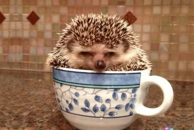 פאזל של comodito