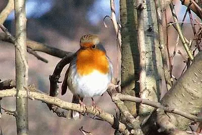 Robin