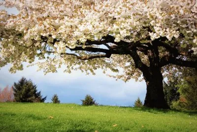 Natureza jigsaw puzzle