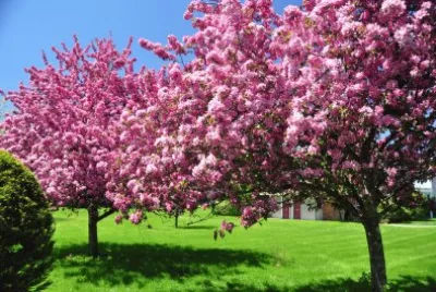 Natureza jigsaw puzzle