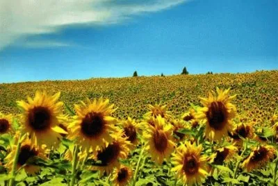 Natureza jigsaw puzzle