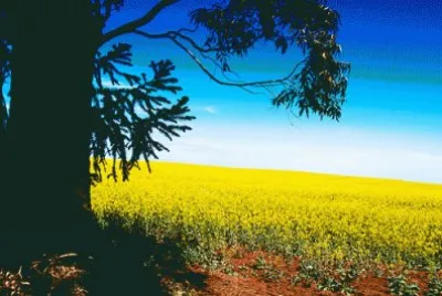 Natureza jigsaw puzzle