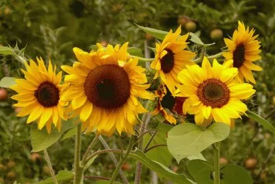 Natureza jigsaw puzzle