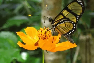 Natureza