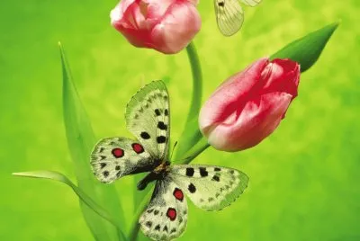 Natureza jigsaw puzzle