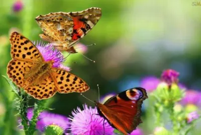Natureza jigsaw puzzle