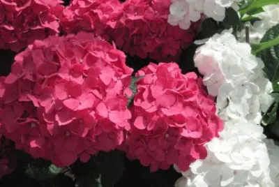 Natureza